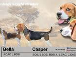 Cachorra Beagle hembra - foto 11