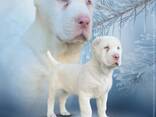 Cachorro Albino de Pastor de Asia Central - foto 1