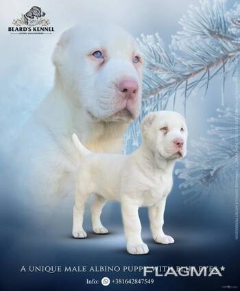 Cachorro Albino de Pastor de Asia Central