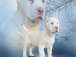 Cachorro Albino de Pastor de Asia Central