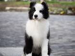 Cachorros Border Collie - foto 1