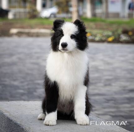Cachorros Border Collie