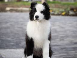 Cachorros Border Collie