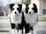 Cachorros Border Collie - foto 2