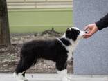 Cachorros Border Collie - foto 7