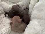 chihuahua - photo 2