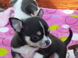 Cachorros chihuahua muy cariñosos.