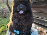 Cachorros Chow Chow - фото 6