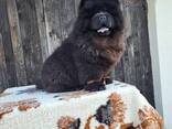 Cachorros Chow Chow - фото 8