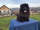 Cachorros Chow Chow - фото 9