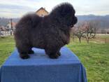 Cachorros Chow Chow - фото 12