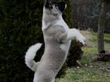 Cachorros de Akita Americano - фото 2