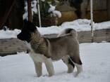 Cachorros de Akita Americano - фото 4