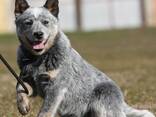 Cachorros de Australian Cattle Dog - фото 5