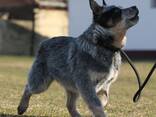Cachorros de Australian Cattle Dog - фото 7