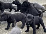 Cachorros de Cane Corso - foto 2