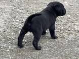 Cachorros de Cane Corso - фото 6