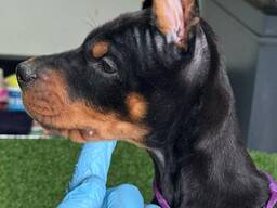 Cachorros de Doberman