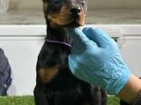 Cachorros de Doberman - foto 1