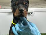 Cachorros de Doberman - foto 3