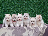 Cachorros de Husky Siberiano - foto 4
