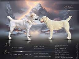 Cachorros de Pastor de Asia Central