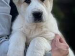 Cachorros de Pastor de Asia Central - foto 7