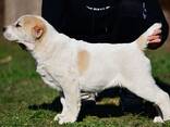 Cachorros de Pastor de Asia Central en venta - foto 2