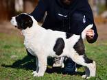 Cachorros de Pastor de Asia Central en venta - foto 3