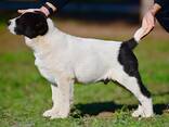 Cachorros de Pastor de Asia Central en venta - foto 6