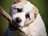 Cachorros de Pastor de Asia Central en venta - foto 7