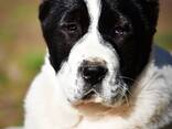 Cachorros de Pastor de Asia Central en venta - foto 12