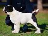 Cachorros de Pastor de Asia Central en venta - foto 15