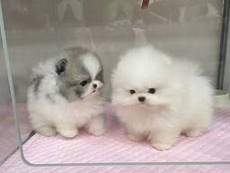 Cachorros de Pomerania