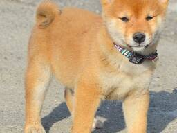 Cachorros de Shiba Inu