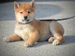 Cachorros de Shiba Inu - foto 1
