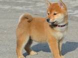 Cachorros de Shiba Inu - foto 2