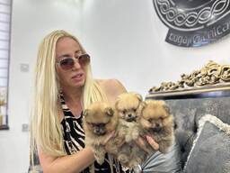 Cachorros de Spitz Pomarano