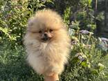 Cachorros de Spitz Pomarano - фото 6