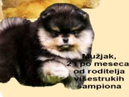Cachorros de Spitz Pomerania