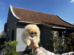Cachorros de Spitz Pomerania