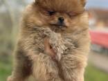 Cachorros de Spitz Pomerania - photo 1