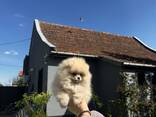 Cachorros de Spitz Pomerania - photo 2