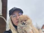Cachorros de Spitz Pomerania - photo 3