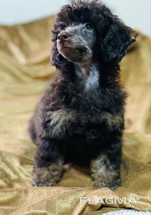 Cachorros de Toy Poodle negro y fuego, chocolate y fuego
