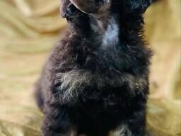 Cachorros de Toy Poodle negro y fuego, chocolate y fuego
