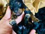 Cachorros de Toy Poodle negro y fuego, chocolate y fuego - foto 5