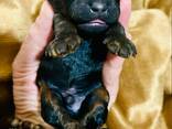 Cachorros de Toy Poodle negro y fuego, chocolate y fuego - foto 7