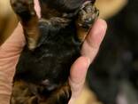 Cachorros de Toy Poodle negro y fuego, chocolate y fuego - foto 9