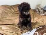 Cachorros de Toy Poodle negro y fuego, chocolate y fuego - foto 14